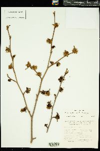 Image of Parrotia persica