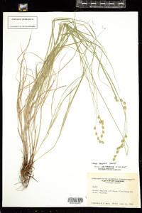 Carex tenera image