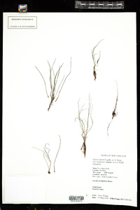 Isoetes riparia var. canadensis image