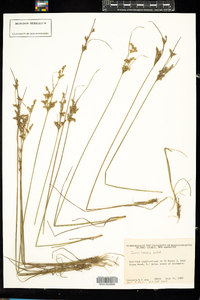 Juncus tenuis image