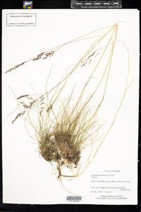 Deschampsia flexuosa image