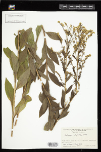 Solidago uliginosa image