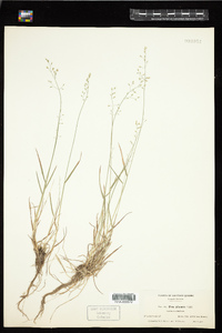 Poa glauca image