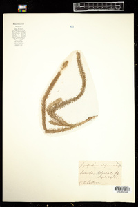 Lycopodiella alopecuroides image