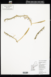 Lycopodiella gilmanii image
