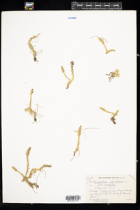 Lycopodiella inundata image