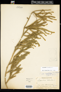 Lycopodium clavatum image