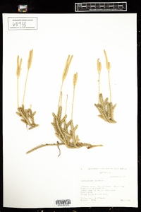 Lycopodium clavatum image