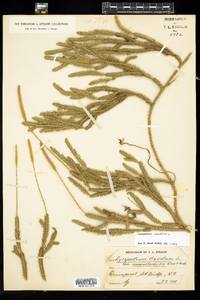 Lycopodium clavatum image