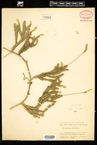 Lycopodium clavatum image