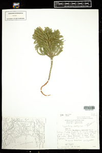 Dendrolycopodium dendroideum image