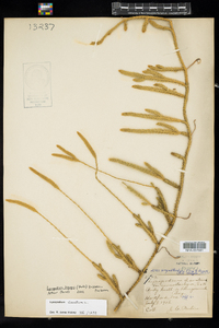 Lycopodium lagopus image