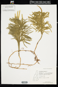 Dendrolycopodium obscurum image