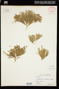 Lycopodium sitchense image