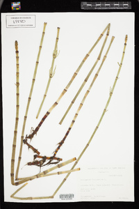 Equisetum fluviatile image