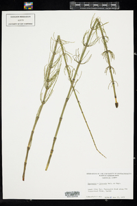 Equisetum litorale image