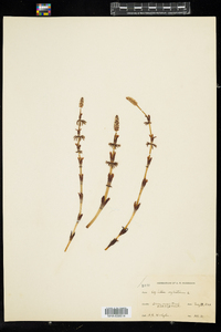 Equisetum sylvaticum image