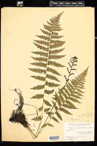 Athyrium filix-femina image