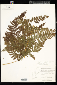 Dryopteris campyloptera image