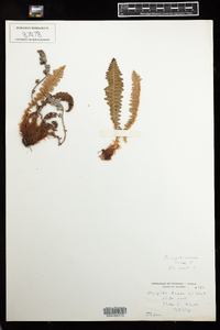 Dryopteris fragrans image