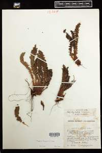 Dryopteris fragrans image