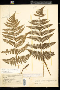 Dryopteris intermedia image