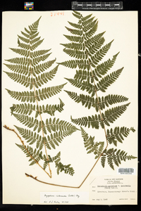 Dryopteris intermedia image