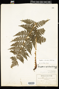 Dryopteris intermedia image