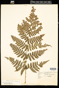 Dryopteris intermedia image