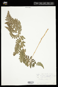 Dryopteris carthusiana image