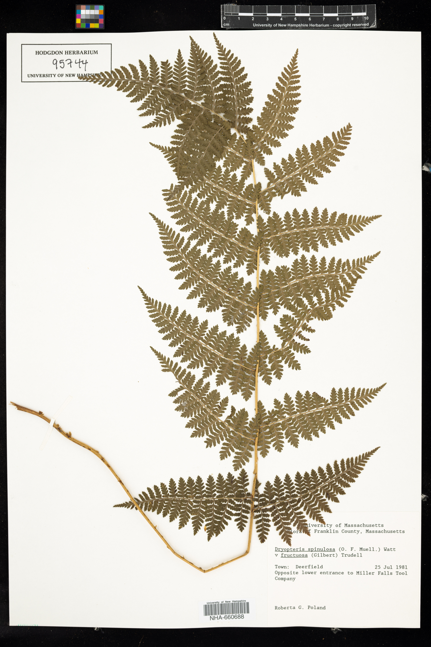 Dryopteris carthusiana image