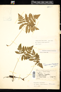 Gymnocarpium dryopteris image