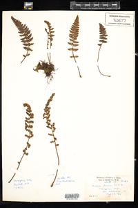 Woodsia ilvensis image