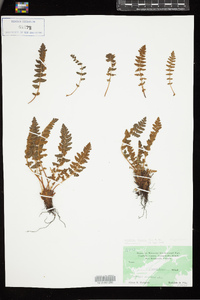 Woodsia ilvensis image