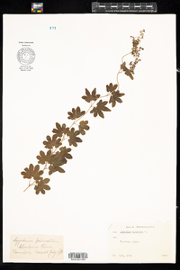 Lygodium palmatum image