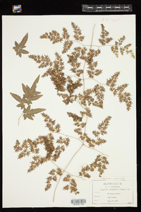 Lygodium japonicum image