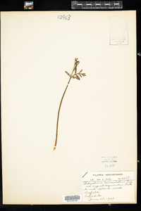 Botrychium lanceolatum var. angustisegmentum image