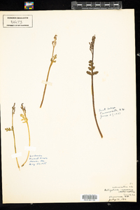 Botrychium matricariifolium image