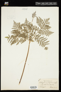 Botrychium virginianum image