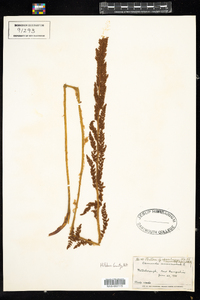 Osmundastrum cinnamomeum image