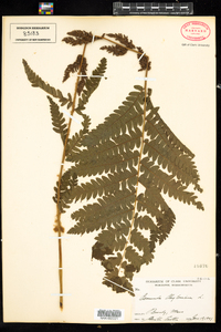 Osmunda claytoniana image