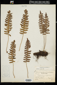 Polypodium virginianum image