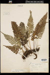 Polypodium virginianum image