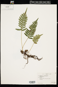 Polypodium virginianum image