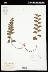 Adiantum philippense image