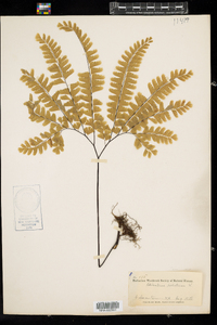 Adiantum pedatum image