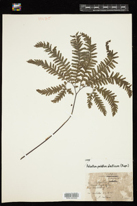 Adiantum aleuticum image