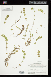 Image of Cruciata taurica
