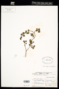 Mitchella repens image