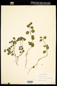 Mitchella repens image